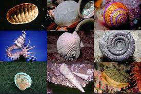 Moluscos bivalves e gastropodes. ASS:Diana. GRUPO:diana, laciane e ana Carolina